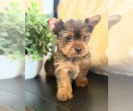 Small #1 Yorkshire Terrier
