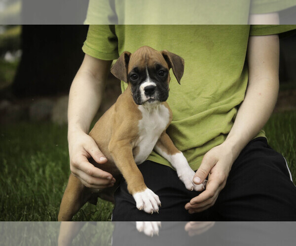 Medium Photo #2 Boxer Puppy For Sale in SHIPSHEWANA, IN, USA