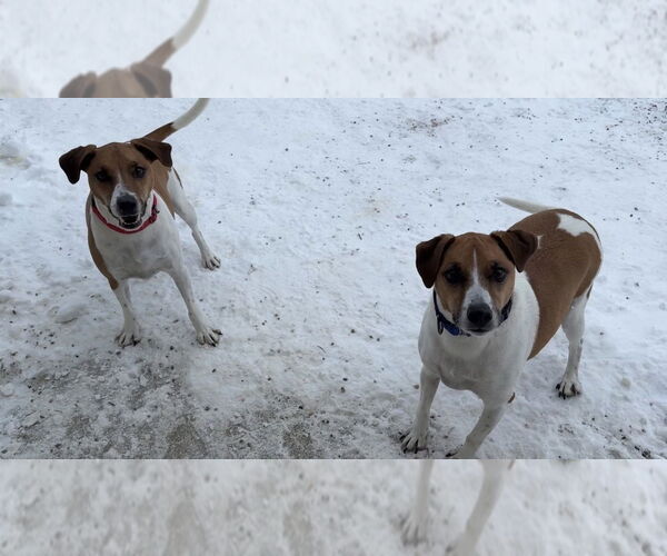 Medium Photo #2 Jack Russell Terrier Puppy For Sale in Bemidji, MN, USA