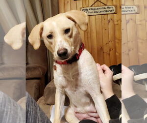 Tinsly - Female Labrador Retriever-Unknown Mix Dog for Adoption - Photo #12
