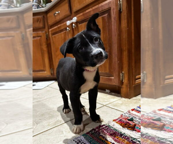 Medium Photo #11 Labrador Retriever-Unknown Mix Puppy For Sale in OKLAHOMA CITY, OK, USA