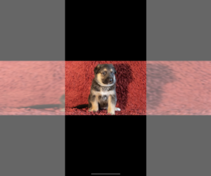 German Shepherd Dog Puppy for sale in MANSFIELD, TX, USA