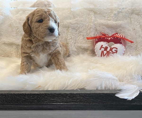 Medium Photo #1 Goldendoodle (Miniature) Puppy For Sale in HOLLAND, PA, USA