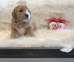 Goldendoodle (Miniature) Puppy for Sale in HOLLAND, Pennsylvania USA