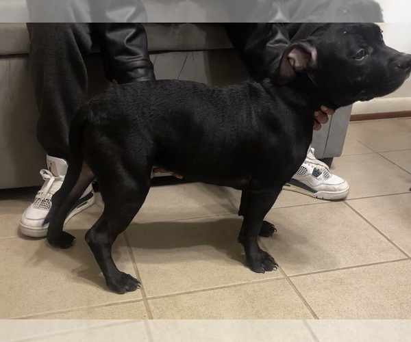 Medium Photo #2 American Bully Puppy For Sale in SEVERN, MD, USA