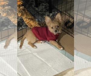 Chihuahua Puppy for sale in PHILADELPHIA, PA, USA
