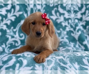 Golden Retriever Puppy for sale in LAKELAND, FL, USA