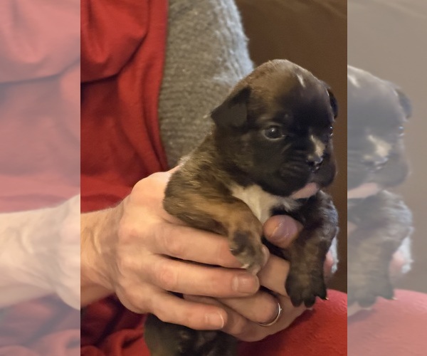 Medium Photo #1 Boxer Puppy For Sale in LANSING, MI, USA