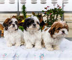 Small Shih Tzu