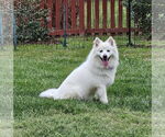 Small #2 American Eskimo Dog