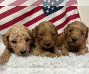 Goldendoodle (Miniature) Litter for sale in HULL, IA, USA