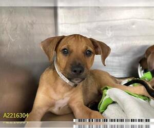 Plott Hound-Unknown Mix Dogs for adoption in West Palm Beach, FL, USA