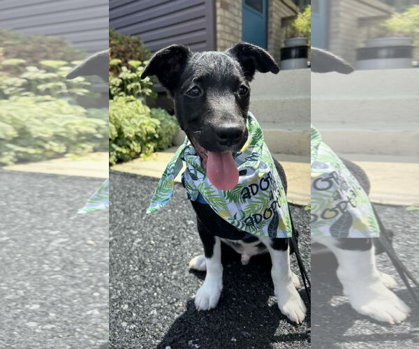 Medium Photo #8 Border Collie-Jack Russell Terrier Mix Puppy For Sale in MECHANICSBURG, PA, USA