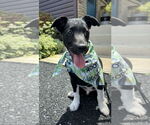 Small #7 Border Collie-Jack Russell Terrier Mix