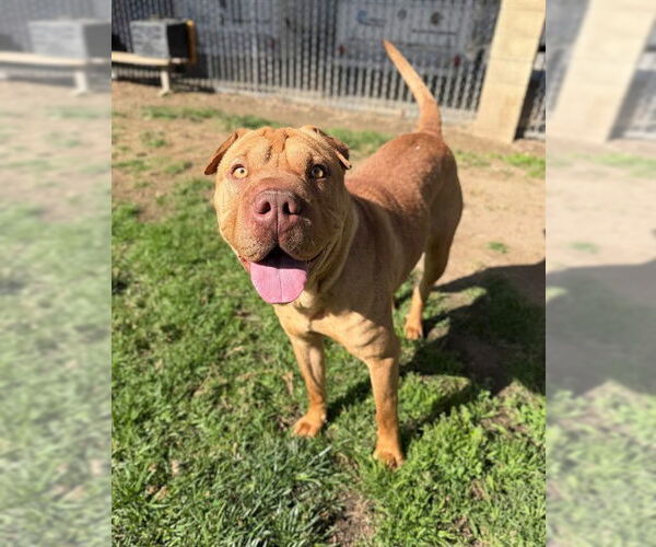 Medium Photo #1 Chinese Shar-Pei Puppy For Sale in Riverside, CA, USA
