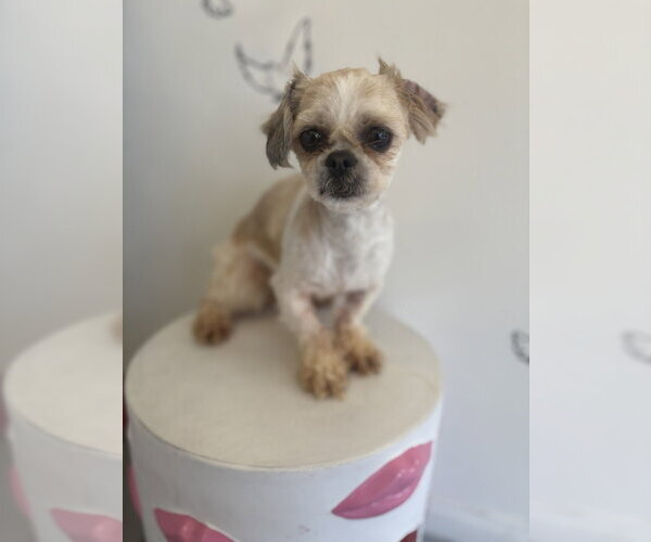 Medium Photo #1 Shih Tzu Puppy For Sale in Studio City, CA, USA