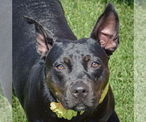 American Staffordshire Terrier-Bulldog Mix Dogs for adoption in Huntley, IL, USA