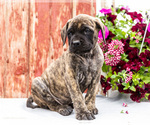 Small Photo #5 Mastiff Puppy For Sale in WAKARUSA, IN, USA