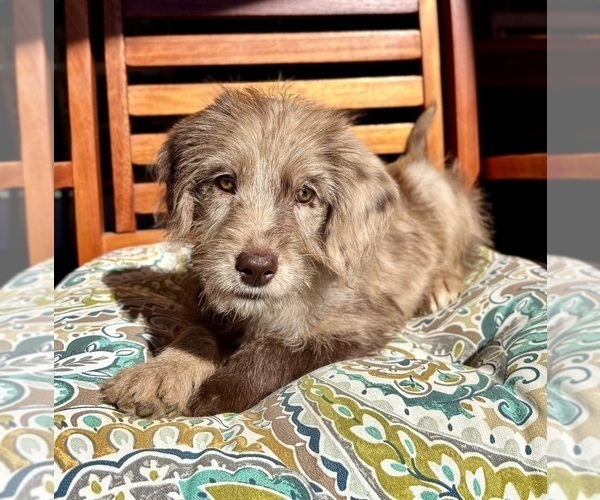 Medium Photo #8 Labradoodle Puppy For Sale in NOBLESVILLE, IN, USA