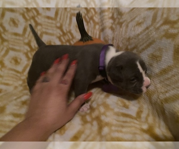Medium Photo #6 American Bully Puppy For Sale in LUBBOCK, TX, USA
