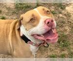 Small #1 American Pit Bull Terrier Mix