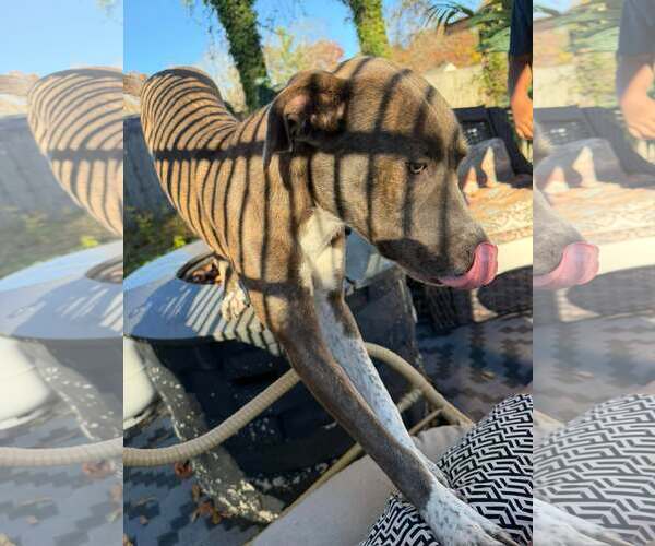 Medium Photo #11 Mutt Puppy For Sale in Holly Springs, NC, USA