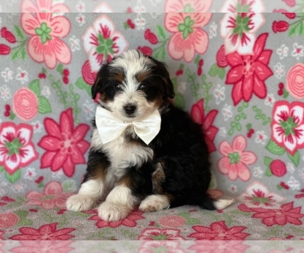 Medium Photo #1 Bernedoodle (Miniature) Puppy For Sale in LANCASTER, PA, USA