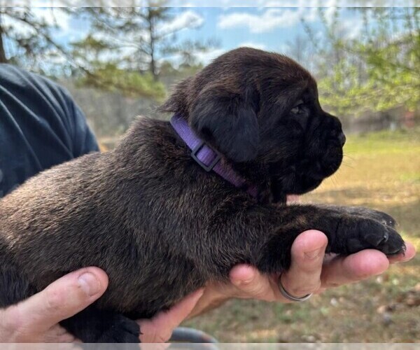 Medium Photo #41 Rotticorso Puppy For Sale in REEVESVILLE, SC, USA