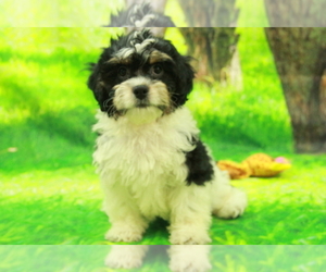 Cavalier King Charles Spaniel-Poodle (Toy) Mix Puppy for sale in HICKORY, NC, USA