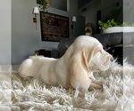 Small Photo #4 Basset Hound Puppy For Sale in HUGHSON, CA, USA