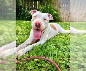 Mutt Dogs for adoption in Orlando, FL, USA