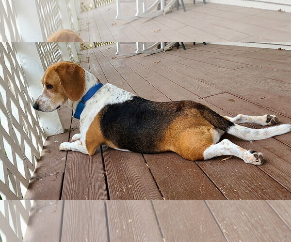 Medium Photo #5 Beagle Puppy For Sale in Atlanta, GA, USA