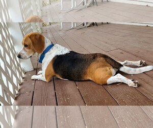 Freddie Mercury - Male Beagle Dog for Adoption - Photo #5