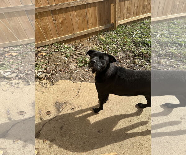 Medium Photo #2 Mutt Puppy For Sale in Jackson, MS, USA