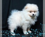 Small Pomeranian