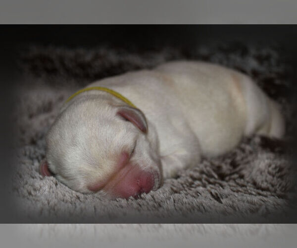 Medium Photo #2 Labrador Retriever Puppy For Sale in HAMILTON, MT, USA
