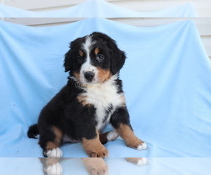 Bernese Mountain Dog Puppy for sale in SHILOH, OH, USA