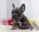 Small Photo #59 French Bulldog Puppy For Sale in GOSHEN, IN, USA