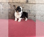 Small #3 Pembroke Welsh Corgi
