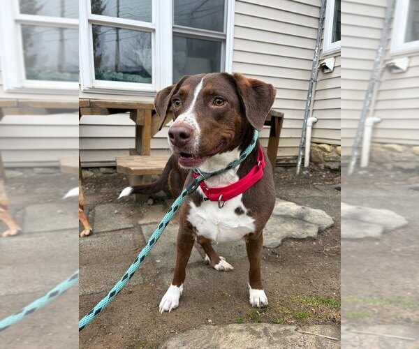 Medium Photo #5 Lab-Pointer Puppy For Sale in Brewster, NY, USA