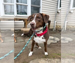 Sally aka Spunky Sully - Female Lab-Pointer Dog for Adoption - Photo #5