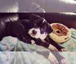 Small #6 American Pit Bull Terrier-American Staffordshire Terrier Mix