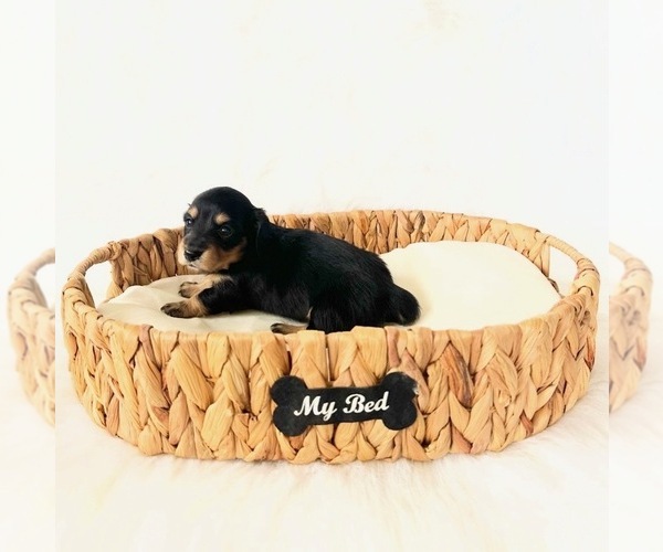 Medium Photo #4 Dachshund Puppy For Sale in DAVIS, CA, USA