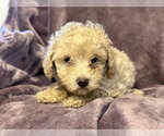 Small #5 Poodle (Miniature) Mix
