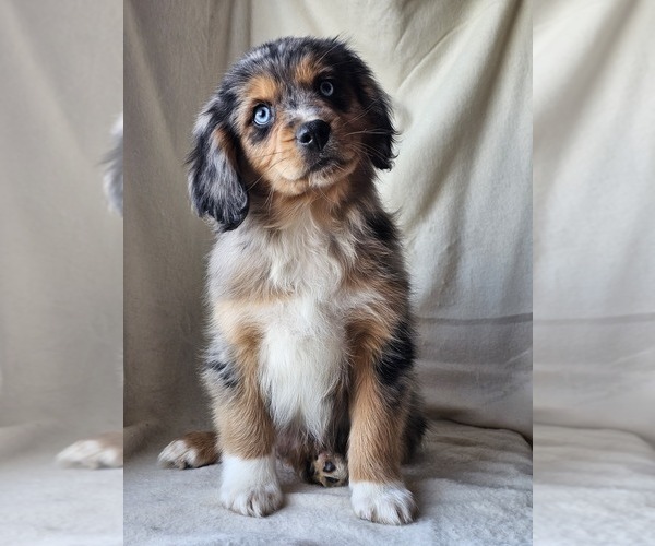 Medium Photo #1 Cavalier King Charles Spaniel-Miniature Australian Shepherd Mix Puppy For Sale in GILBERT, AZ, USA