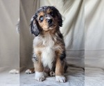 Puppy Yogi Cavalier King Charles Spaniel-Miniature Australian Shepherd Mix