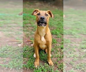 Black Mouth Cur-Boxer Mix Dogs for adoption in Greenville, SC, USA