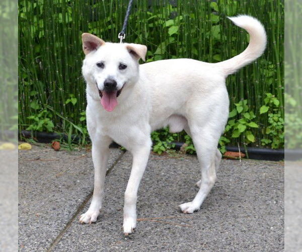 Medium Photo #2 Labrador Retriever-Unknown Mix Puppy For Sale in Enfield, CT, USA