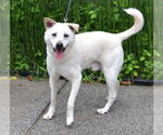 Small #1 Labrador Retriever Mix