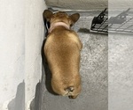 Small Photo #4 French Bulldog Puppy For Sale in DAVIE, FL, USA